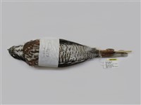 藏品(鳳頭蒼鷹)的圖片